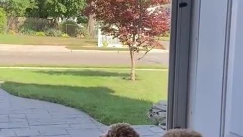 Gigantic Fluffy Poodle Dog Love