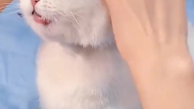 Cat dress up