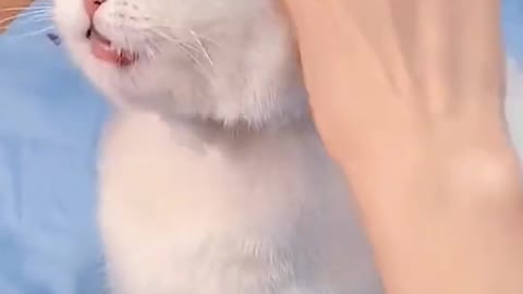Cat dress up