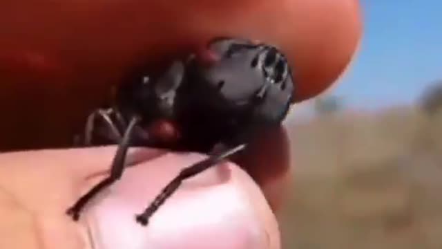 Oh look a little drone wasp......