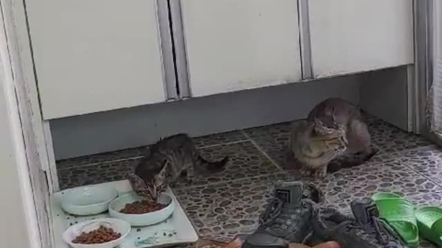 A cat that eats deliciously