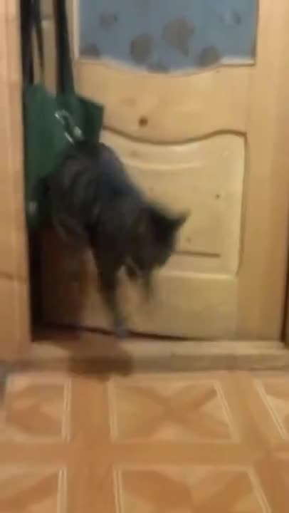 Funny Cats the kitten got scared lok