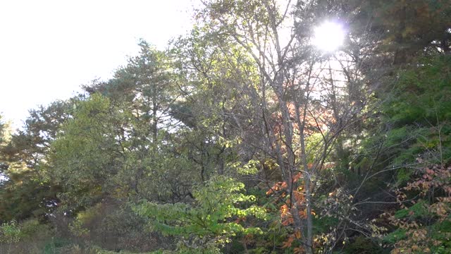 The sun through the trees.
