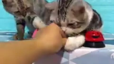 Lovely funny cat videos baby