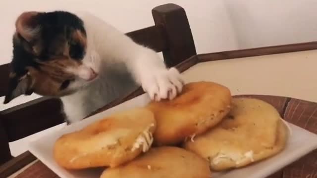 Funny video - This cat loves food and is so hungry, so cute❤