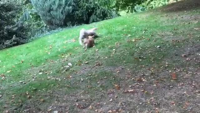 Dogs running after one another