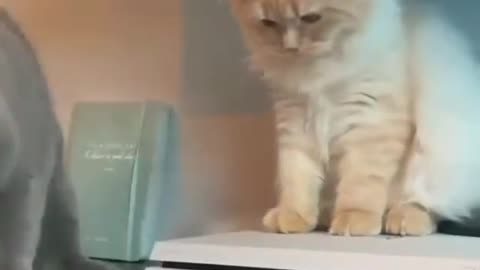 Cat funny video