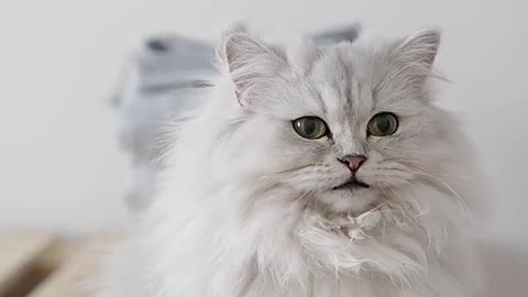 Beautiful cat. || #shorts || #viral || Video