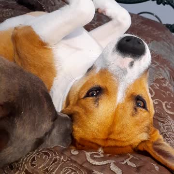 Claire Bear's Gentle Love for Tucker Carlson ♥