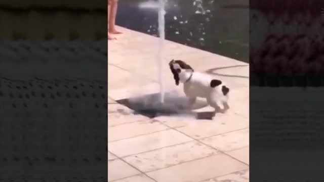 Cute Dog play with Water - Funny Clip