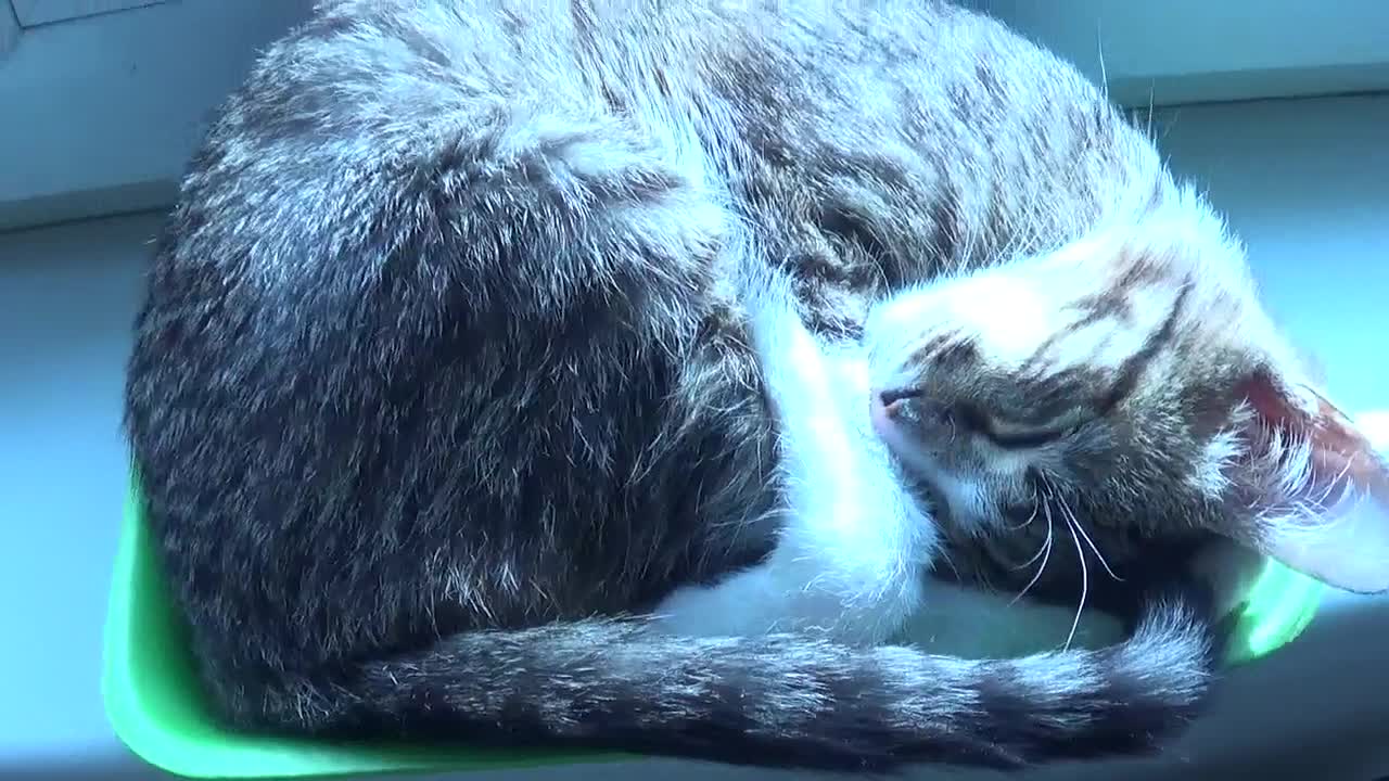 A Tray of Cat, Today on the Menu