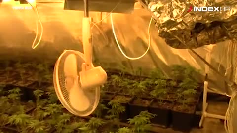 Operativna akcija POLLOS