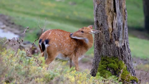 Chinkara Deer in jungle