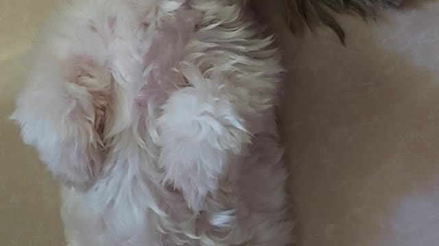 Shih tzu dog : Cookie in deep sleep