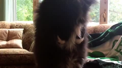 Black white cat sits on hind legs near bed