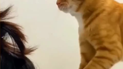 Funny Cats videos