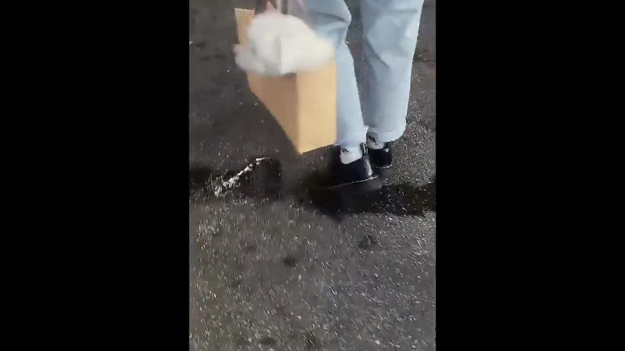 Paper or plastic? Cute Maltese dog get carried in grocery bag