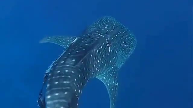 Diver helping an unknown fish.