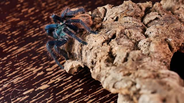 Top Tarantulas w/ the Itchy Urticating's Hairs.