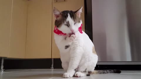 Funny Animal Videos 2022 😂 - Funniest Cats And Dogs Videos