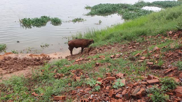 calf away from mother