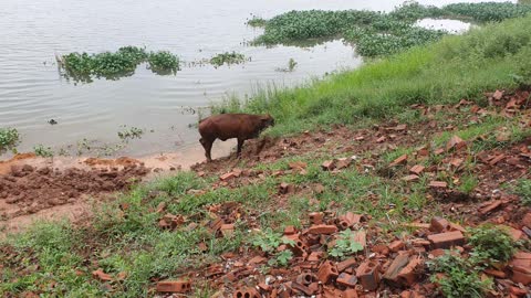 calf away from mother