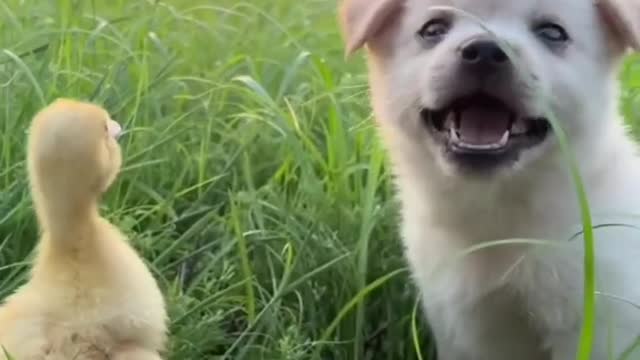 Love of puppy and duckling