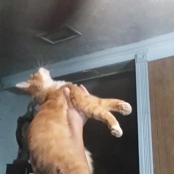 Muffin vs Ceiling fan