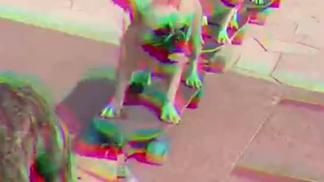 dogs skateboarding video