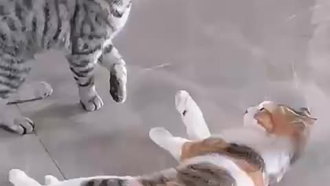 Cute cats very funny fighting!!!!!