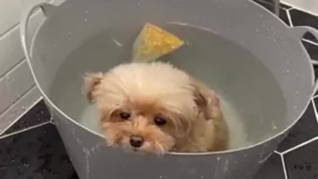 funny dogs fight for fun. part 2 2022