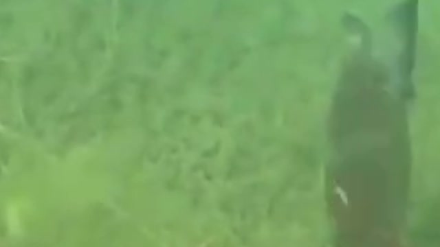Big fish eat frogs