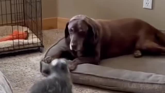 Funniest Animals - Best Of The 2021 Funny Animal Videos