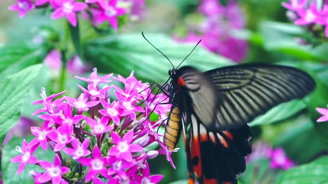 Borboletas em flores