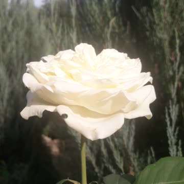 White rose
