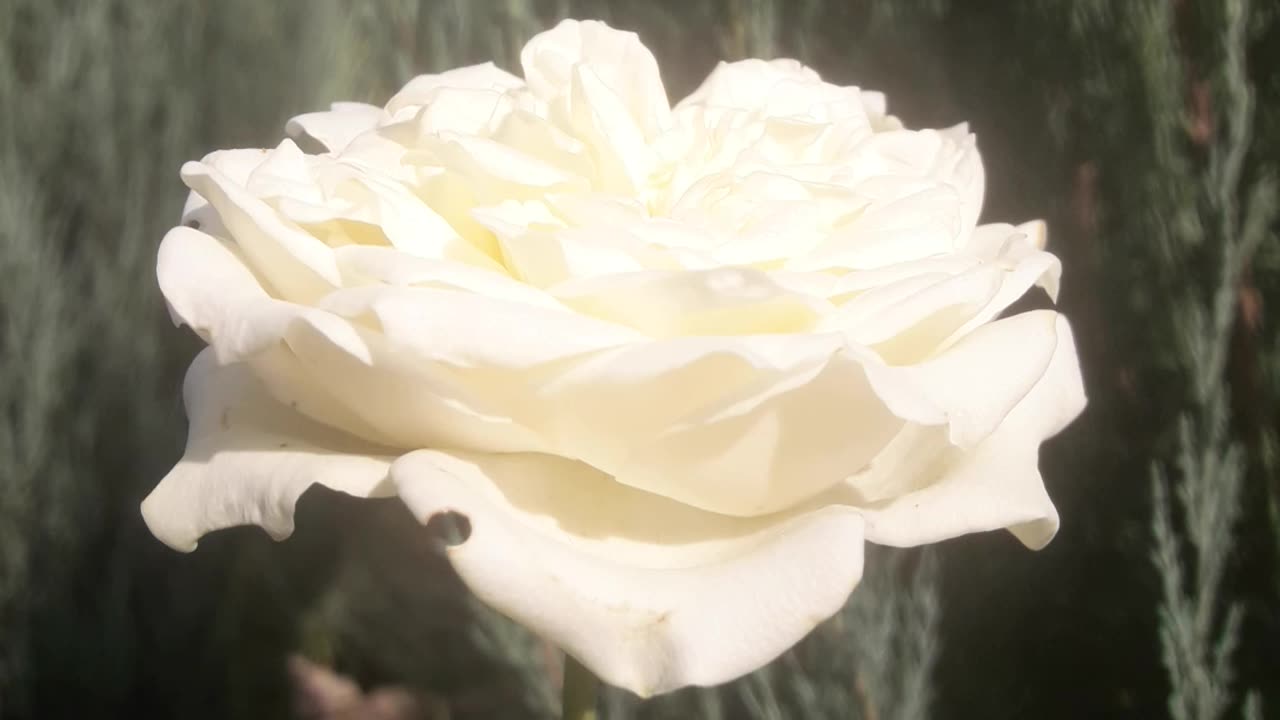 White rose