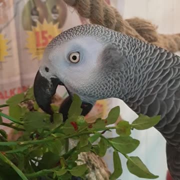 Parrots eyes are pinning with excitement for blueberries