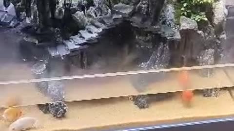 landscape in bathtub