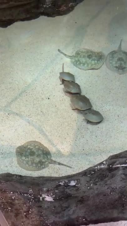 Horseshoe Crabs Mating in an Aquarium