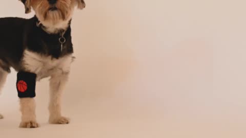 two-dogs-playing