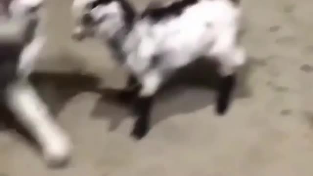 Dog Vs. Goat