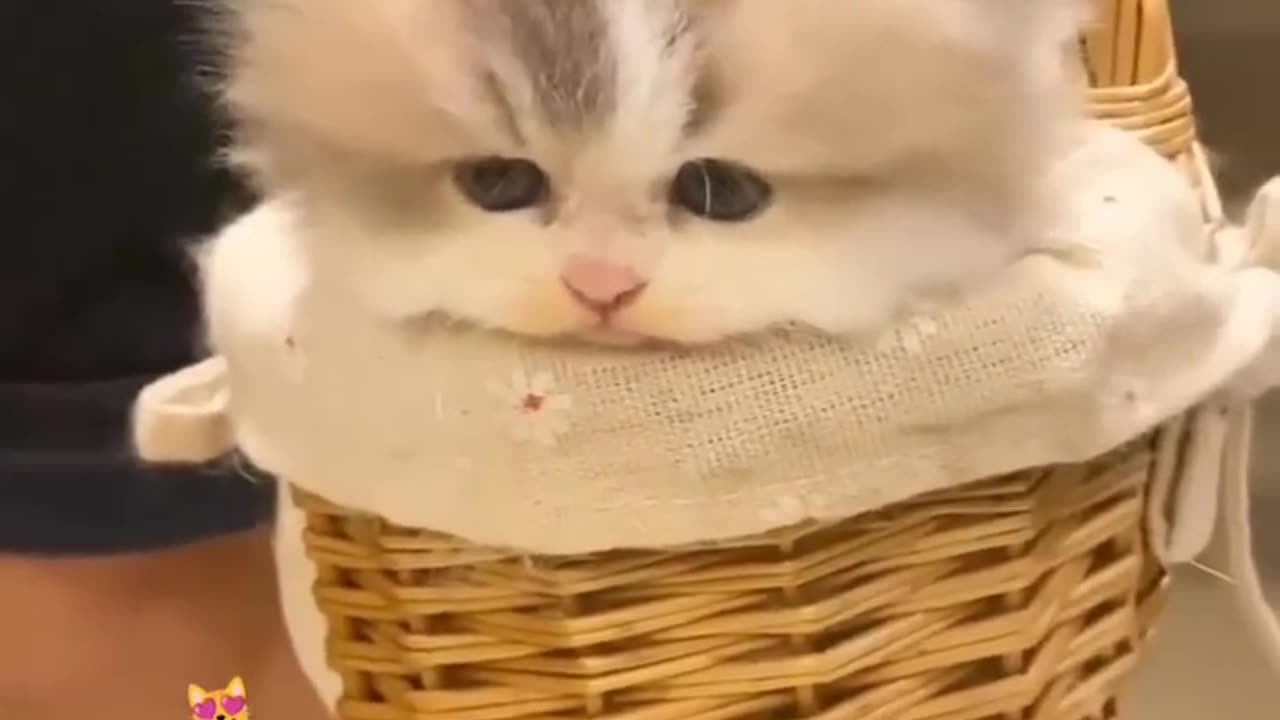 #cat#cat