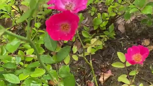 Meet the little pink flowers after the rain