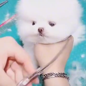 Give a bath to my cutie pie Dog!! Now After give Her A Hair Look She Look So Beautiful!!