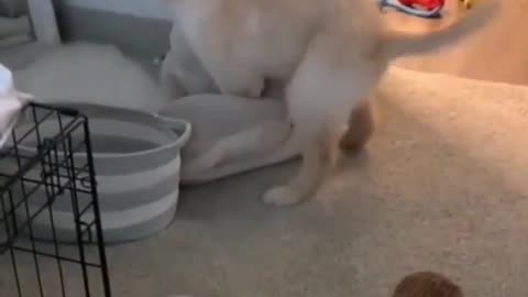 Ooopsi _i_gots_cautch#funny animal video#