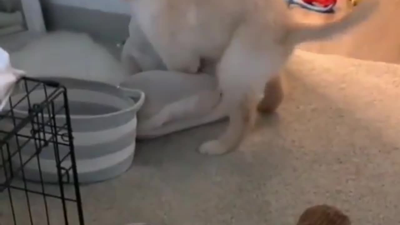 Ooopsi _i_gots_cautch#funny animal video#