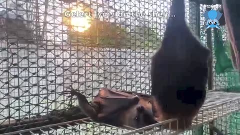 Juvenile flying-foxes love blossom; the little ones go to creche