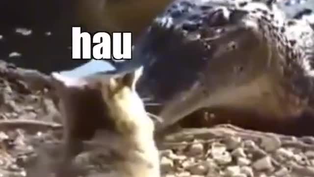 Badass Wild Cats Funny