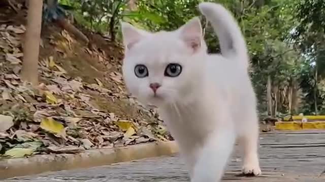 Be a cat in your next life