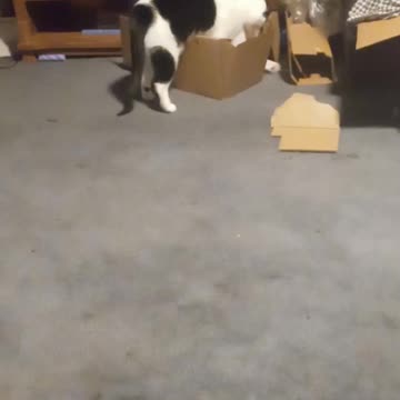 Kitty playing with a straw